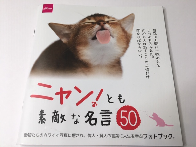 ダイソー 猫好きの方は必見 癒されながら人生の大切さを教えてもらおう Babydot ベイビードット